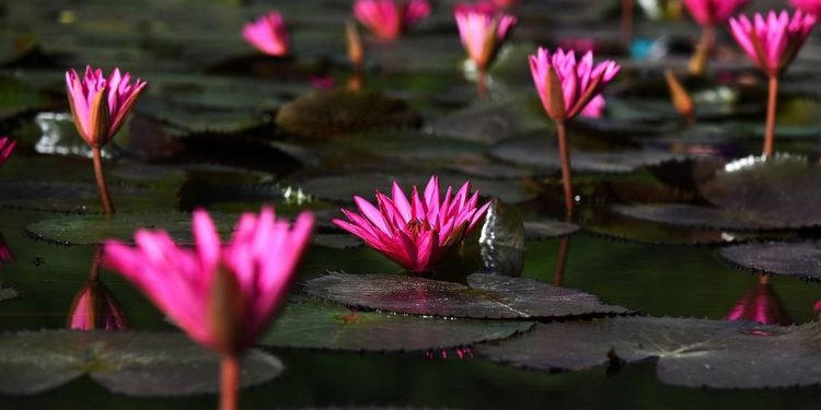 Cần chuẩn bị cho hoa súng môi trường sống phù hợp