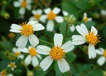 Cách chọn loại hoa xuyến chi phù hợp với môi trường sống