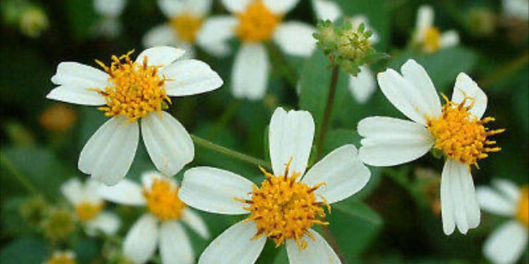 Cách chọn loại hoa xuyến chi phù hợp với môi trường sống