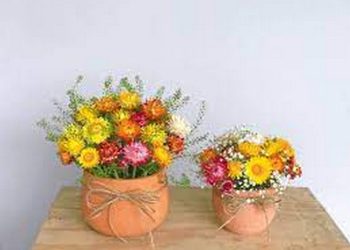 Cách chọn hoa bất tử phù hợp với không gian