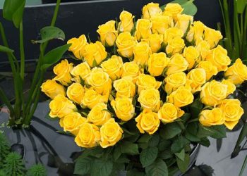 Những bông hồng vàng tươi và đẹp là nguyên liệu không thể thiếu trước khi cắm