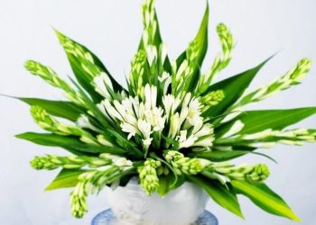 Chọn hoa phù hợp để cắm