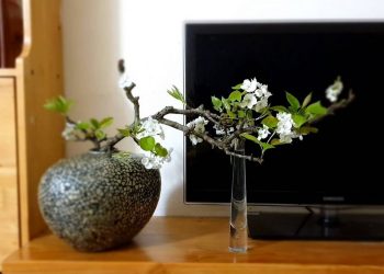 Hoa lê là hoa gì?