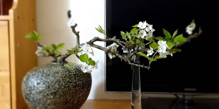 Hoa lê là hoa gì?