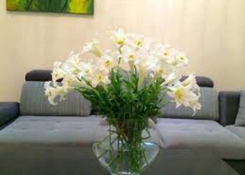 Nguồn gốc hoa loa kèn