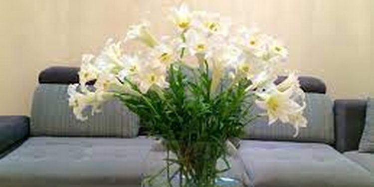 Nguồn gốc hoa loa kèn