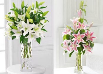 hoa ly còn được sử dụng trong nhiều dịp lễ, sự kiện và đám cưới