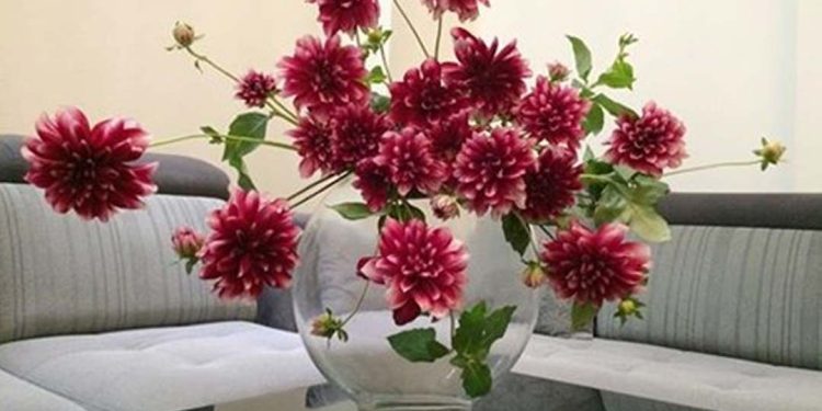 Cách giữ hoa thược dược được tươi lâu