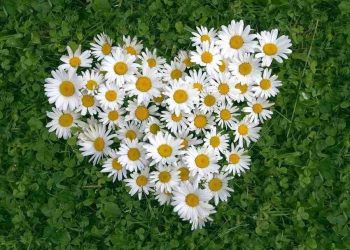 Những bông hoa cúc dại chính là linh hồn của những hài nhi