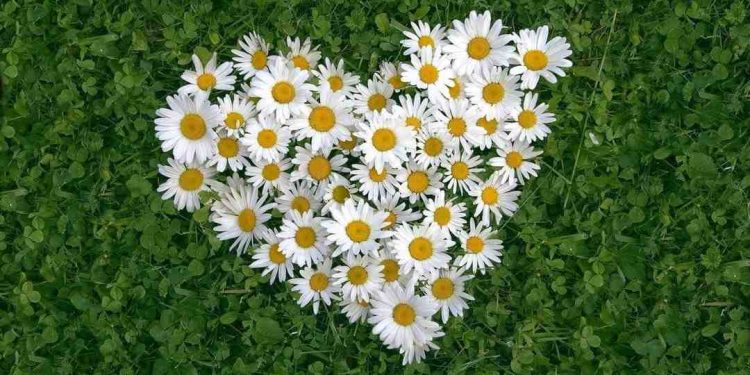 Những bông hoa cúc dại chính là linh hồn của những hài nhi