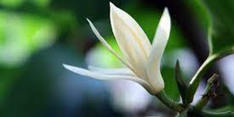 cây hoa ngọc lan phù hợp với tuổi