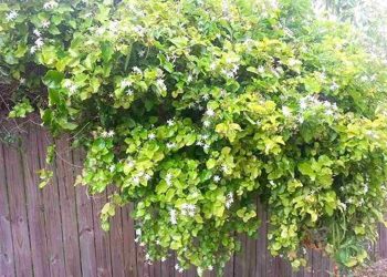 Cách trồng cây hoa nguyệt quế