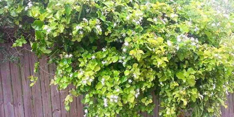 Cách trồng cây hoa nguyệt quế