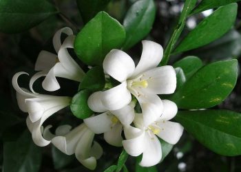 Chọn cây hoa phù hợp theo tuổi,mệnh