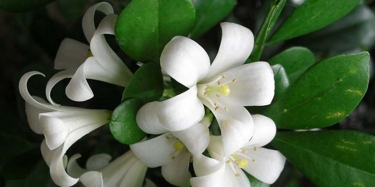 Chọn cây hoa phù hợp theo tuổi,mệnh