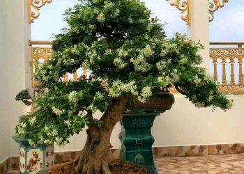 Sử lý các bệnh thường gặp