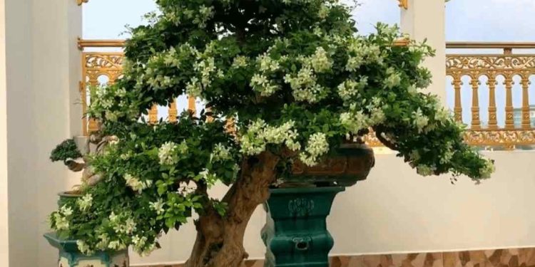 Sử lý các bệnh thường gặp