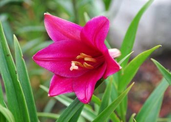 Hình ảnh hoa lay ơn hồng