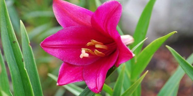 Hình ảnh hoa lay ơn hồng