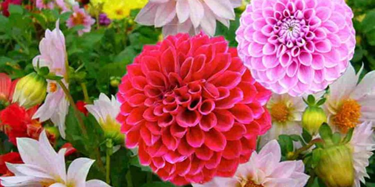 Vườn hoa thược dược đủ màu sắc