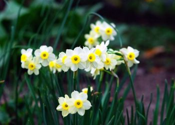 chăm sóc hoa thủy tiên một cách kỹ lưỡng