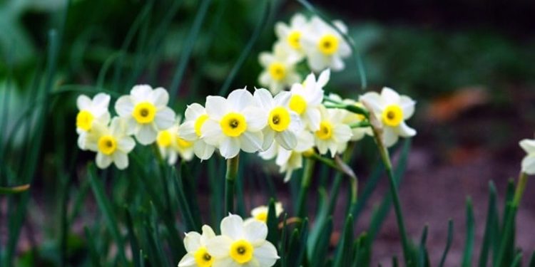 chăm sóc hoa thủy tiên một cách kỹ lưỡng