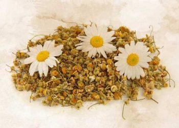 Hoa cúc dại có thể được sử dụng trong các loại thuốc