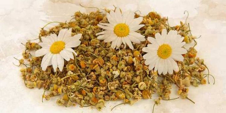 Hoa cúc dại có thể được sử dụng trong các loại thuốc