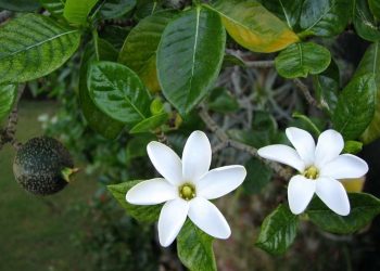 Cây Dành Dành là một loại cây được sử dụng rộng rãi