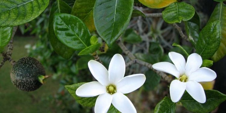 Cây Dành Dành là một loại cây được sử dụng rộng rãi