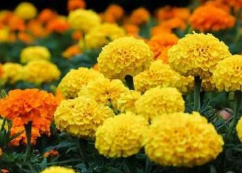 Cúc vạn thọ chữa được bệnh gì?