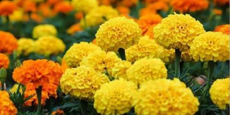 Cúc vạn thọ chữa được bệnh gì?