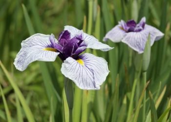 Hoa diên vĩ có nhiều tác dụng làm tăng sức khỏe