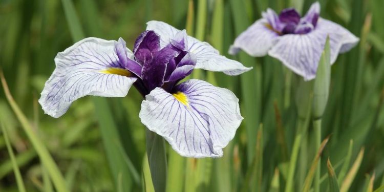 Hoa diên vĩ có nhiều tác dụng làm tăng sức khỏe