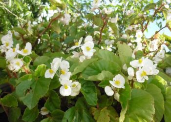 Hoa hải đường trắng cũng có thể giúp tăng cường hệ miễn dịch