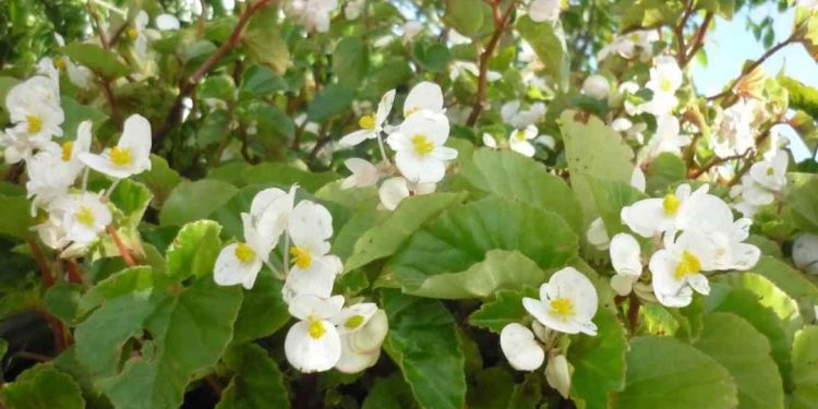 Hoa hải đường trắng cũng có thể giúp tăng cường hệ miễn dịch