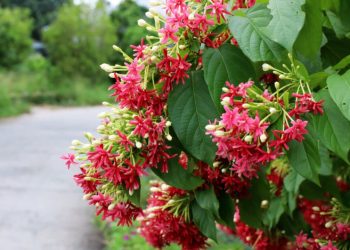 Các Công Dụng Của Hoa Sử Quân Tử