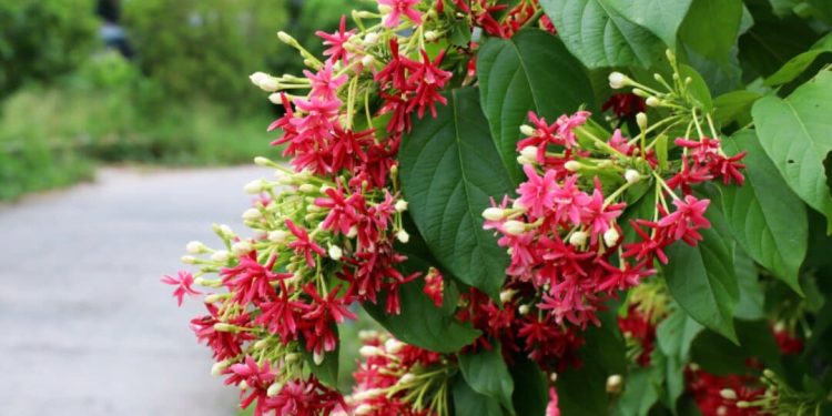 Các Công Dụng Của Hoa Sử Quân Tử