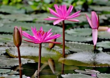 Hoa súng mang trong mình nhiều ý nghĩa