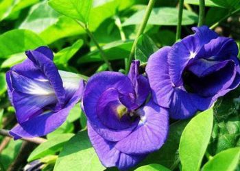 Hoa đậu biếc là một loại thực phẩm có lợi cho  sức khỏe