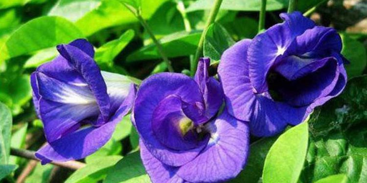 Hoa đậu biếc là một loại thực phẩm có lợi cho  sức khỏe