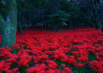 Nguồn gốc của hoa bỉ ngạn