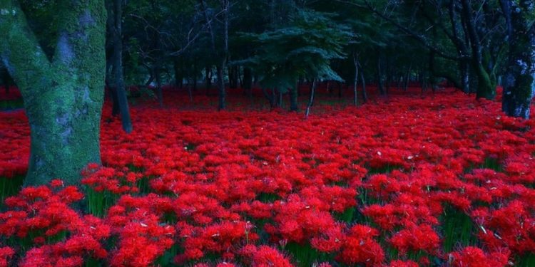 Nguồn gốc của hoa bỉ ngạn