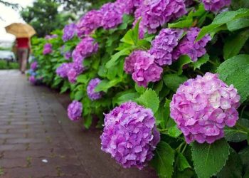 Hoa Cẩm Tú Cầu để tăng cường sức khỏeHoa Cẩm Tú Cầu để tăng cường sức khỏe