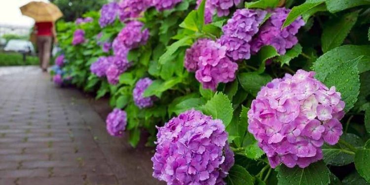 Hoa Cẩm Tú Cầu để tăng cường sức khỏeHoa Cẩm Tú Cầu để tăng cường sức khỏe