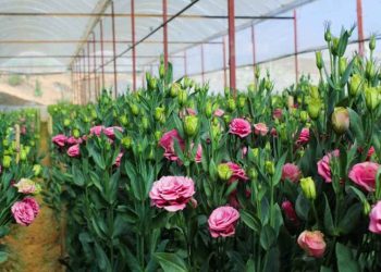 Lợi ích từ uống nước hoa cát tường