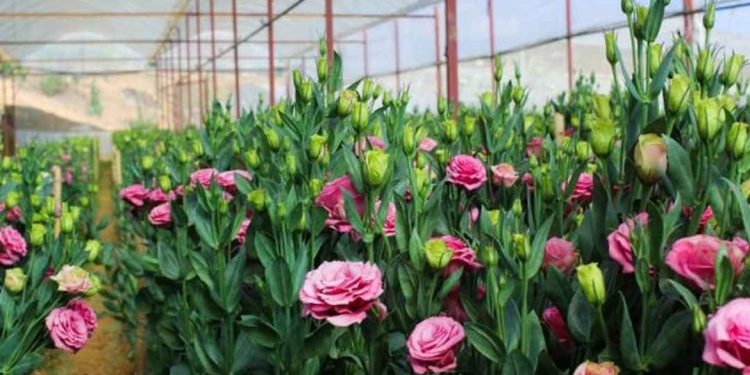 Lợi ích từ uống nước hoa cát tường