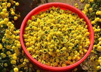 Hoa cúc vàng là một loại hoa được sử dụng rộng rãi trong y học.