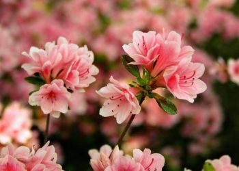 Đặc điểm chung của cây hoa đỗ quyên