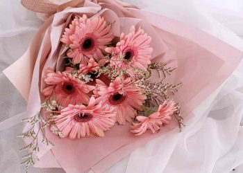 Hoa đồng tiền dùng để trang trí, quà tặng